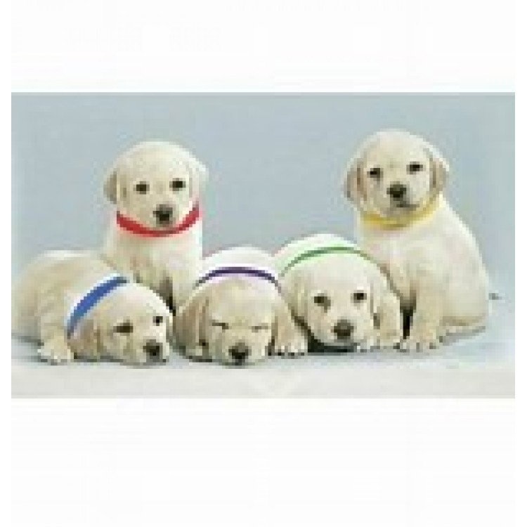 Ancol Whelping Collars - Puppy