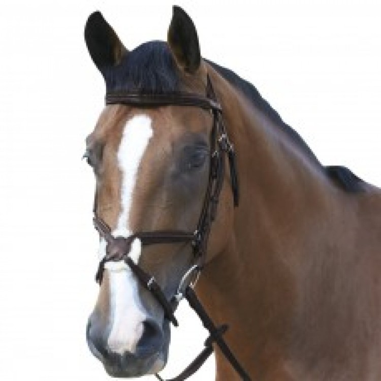 Mark Todd Deluxe Grakle Bridle
