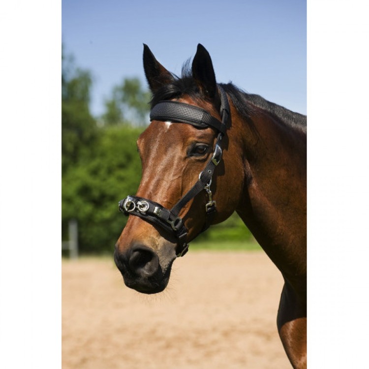 Norton Neoprene lined Lunging Cavesson